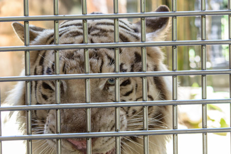 a white tiger in cage