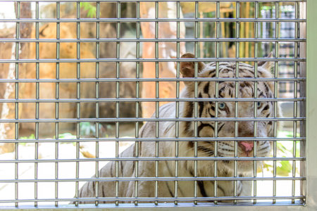 a white tiger in cage
