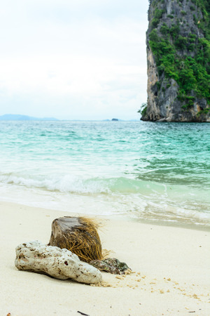 shell ,coral and coconut on beachの写真素材