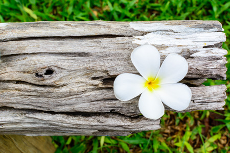 White Flower, Plumeria flower or Frangipani on old woodの写真素材