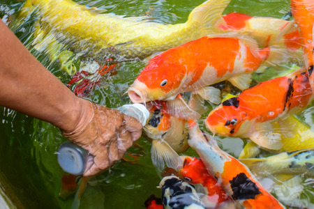 feeding hungry carp fishの写真素材