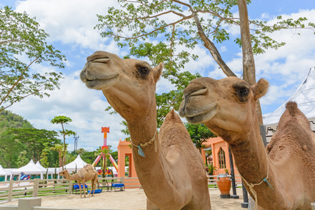 close up camel in a zooの写真素材