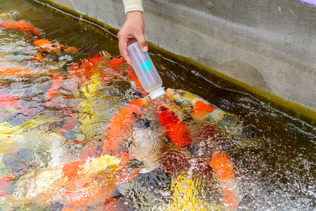 feeding hungry carp fishの写真素材