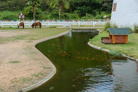 a pond at a horse farm in the hillsの写真素材