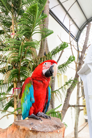 Parrot in captivity at zooの写真素材