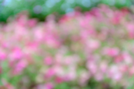 abstract blurred flower backgroundの写真素材
