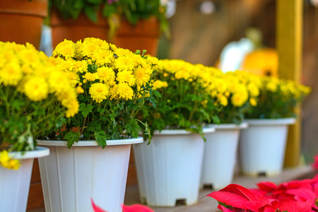 yellow flowers in pot selective focusの写真素材