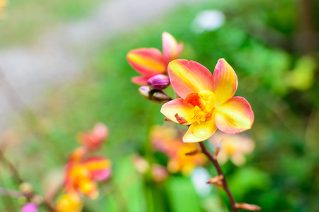 Yellow flower in gardenの写真素材