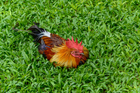 Red Jungle fowl sitting on grassの写真素材
