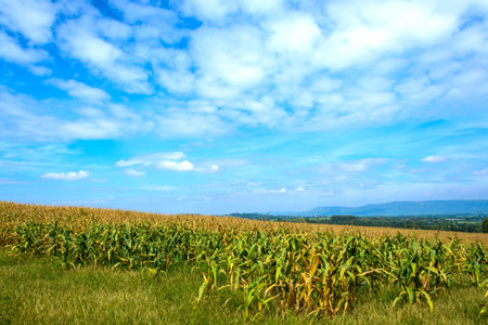 Corn field with blue sky