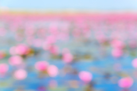 Abstract pink bokeh backgroung from natureの写真素材