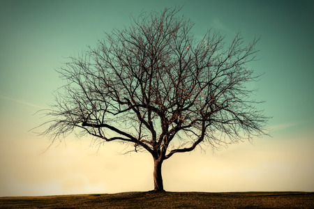 Lonely dead tree with the blue sky, Vintage styleの写真素材