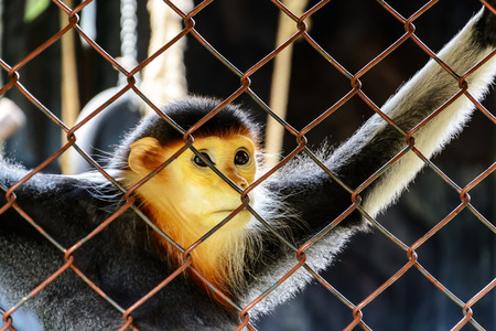 red-shanked Douc Langur in cage at zoo