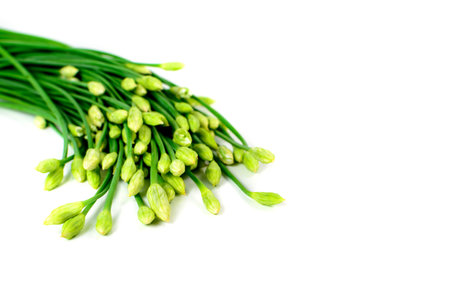 Garlic chives or Allium tuberosum isolated on white backgroundの写真素材