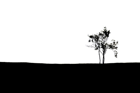 silhouette of lonely tree on the hill isolated on white background with copyspaceの写真素材