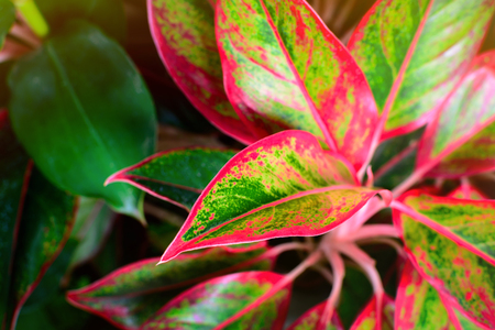 Close up of red and green leaf, Nature backgroundの写真素材