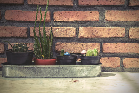 cactus growing in pot with shadow and brick wall background, Gardeningの写真素材