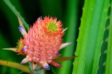 Close up of Bromeliads pineapple in the gardenの写真素材