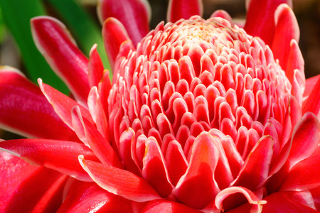 Close up of Blossom red Torch Ginger flower(Etlingera elatior)の写真素材