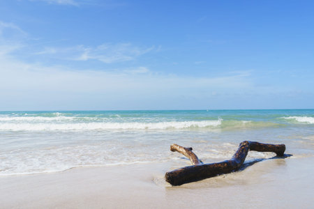 Log on the beach with blue sky in summerの写真素材
