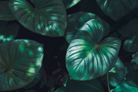 Tropical green leaves textured and background, Nature conceptの写真素材