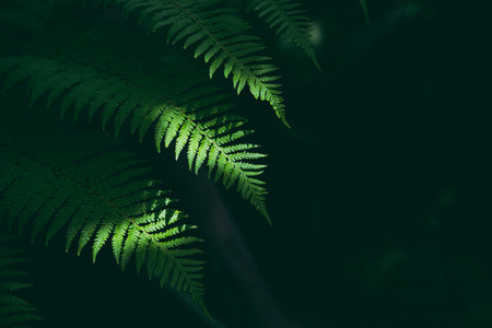 Tropical green leaves with shadow, Nature concept