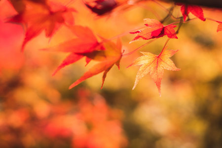 Beautiful autumn maple leaves in nature, fall foliage