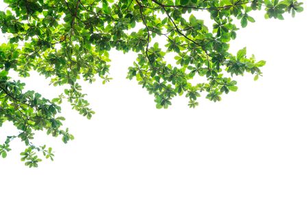 Green leaves branch isolated with copy space on white backgroundの写真素材