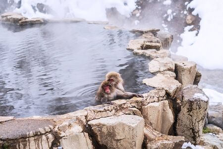 Snow monkeys at Jigokudani hotspring in nagano, Japanの写真素材