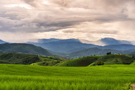 Beautiful Landscape green rice terraces field in Pa Pong Pieng, Chiangmai Thailandの写真素材