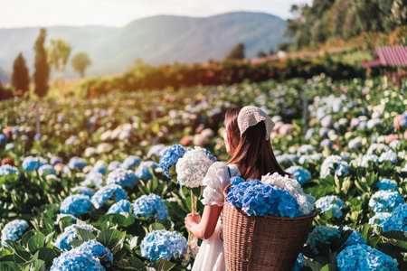 Young woman traveler relaxing and enjoying with blooming hydrangeas flower field in Thailand, Travel lifestyle conceptの写真素材