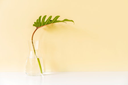 Tropical green leaf on white table with color background and copy spaceの写真素材