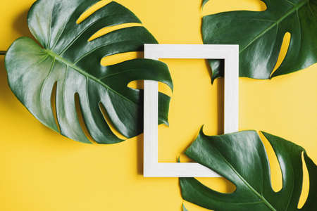 Tropical green leaves with picture frame on color background with copy space, Top viewの写真素材