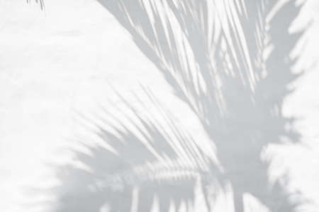 Shadow of plam leave on white cement wall background with copy spaceの写真素材