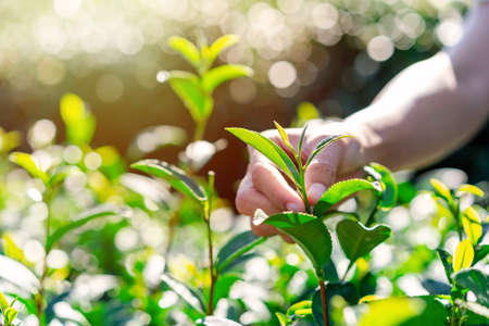 The farmer picking Green tea bud and fresh leaves with soft light, Tea plantationの写真素材