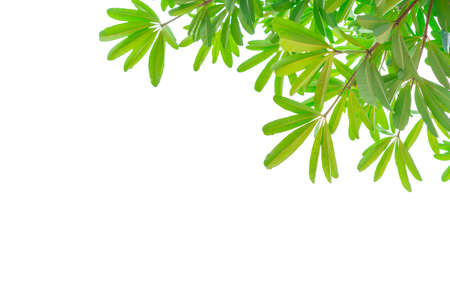 Tree branch with green leaves isolated on white background with copy spaceの写真素材