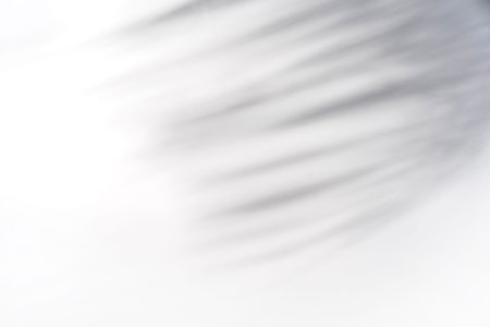 Shadow of palm leave on white background and texturedの写真素材