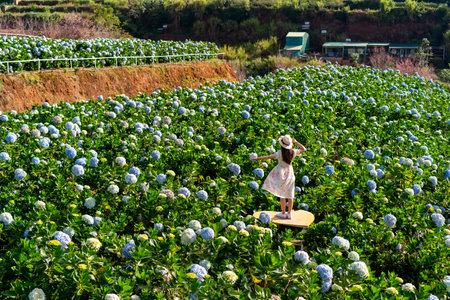 Young woman traveler enjoying with blooming hydrangeas garden in Dalat, Vietnam, Travel lifestyle conceptの写真素材