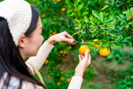 Farmer hand harvesting the orange fieldsの写真素材