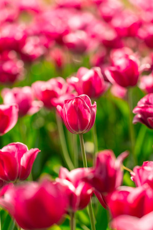 Beautiful red tulip flowers on a fine spring dayの写真素材