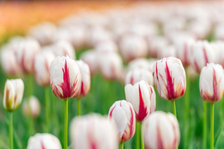 Beautiful white and red tulip flowers on a fine spring dayの写真素材