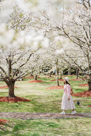 Young woman tourist relaxing and enjoying  beautiful full bloom cherry blossom on a clear spring dayの写真素材