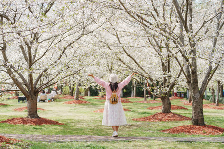 Young woman tourist relaxing and enjoying  beautiful full bloom cherry blossom on a clear spring dayの写真素材
