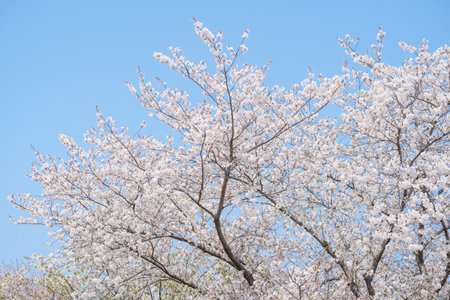 Sakura cherry blossom blooming Festival on a clear spring dayの写真素材