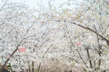 Decorative lanterns at the Sakura cherry blossom blooming Festival on a clear spring dayの写真素材