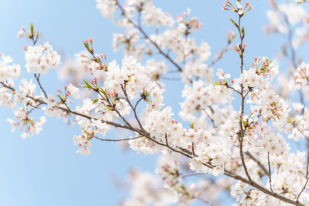 Sakura cherry blossom blooming Festival on a clear spring dayの写真素材