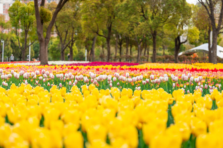 Beautiful tulip flower field in the park on a fine spring dayの写真素材