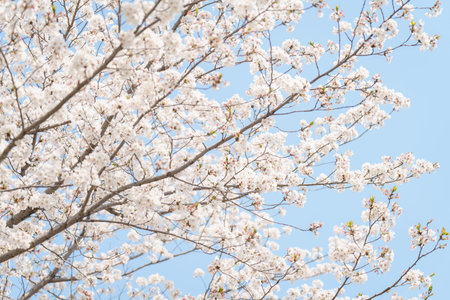 Sakura cherry blossom blooming Festival on a clear spring dayの写真素材