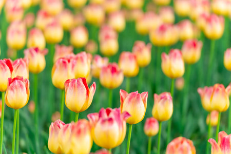 Beautiful yellow tulip flowers on a fine spring dayの写真素材