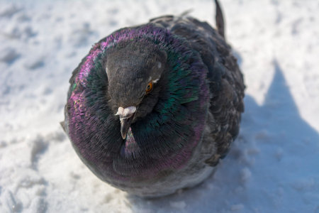 A pigeon frozen in the snowの写真素材